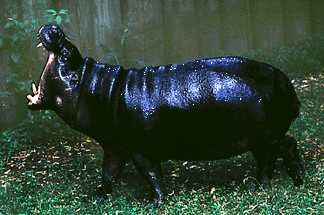 Hip Hippo